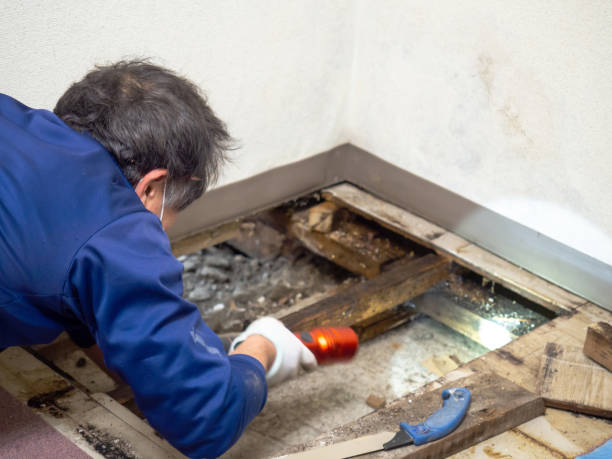 Best Mold Testing  in Fairburn, GA