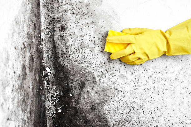 Office Mold Removal Services in Fairburn, GA