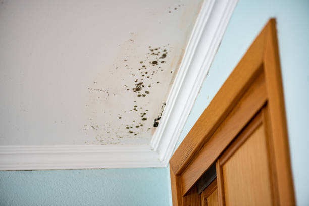 Best Emergency Mold Removal  in Fairburn, GA