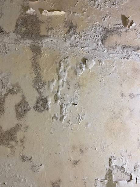 Professional Mold Removal in Fairburn, GA