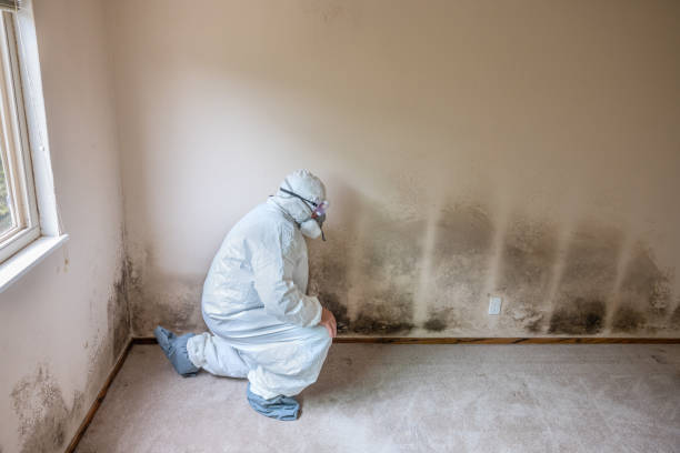 Attic Mold Removal in Fairburn, GA