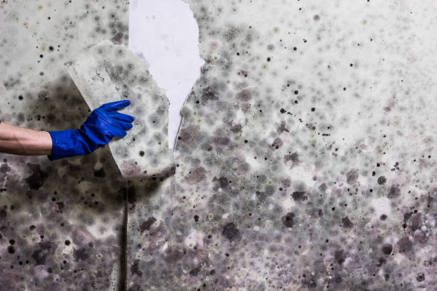 Best Fast Mold Removal  in Fairburn, GA