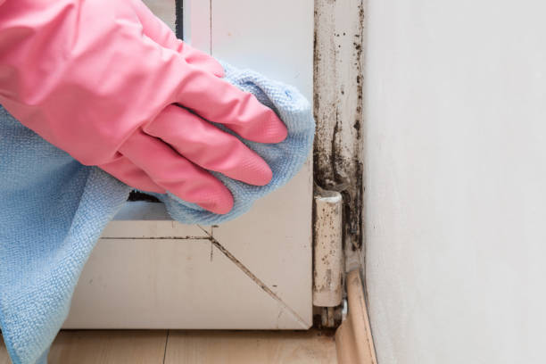 Best Toxic Mold Removal  in Fairburn, GA